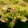 我が家の花　紫陽花　綻び