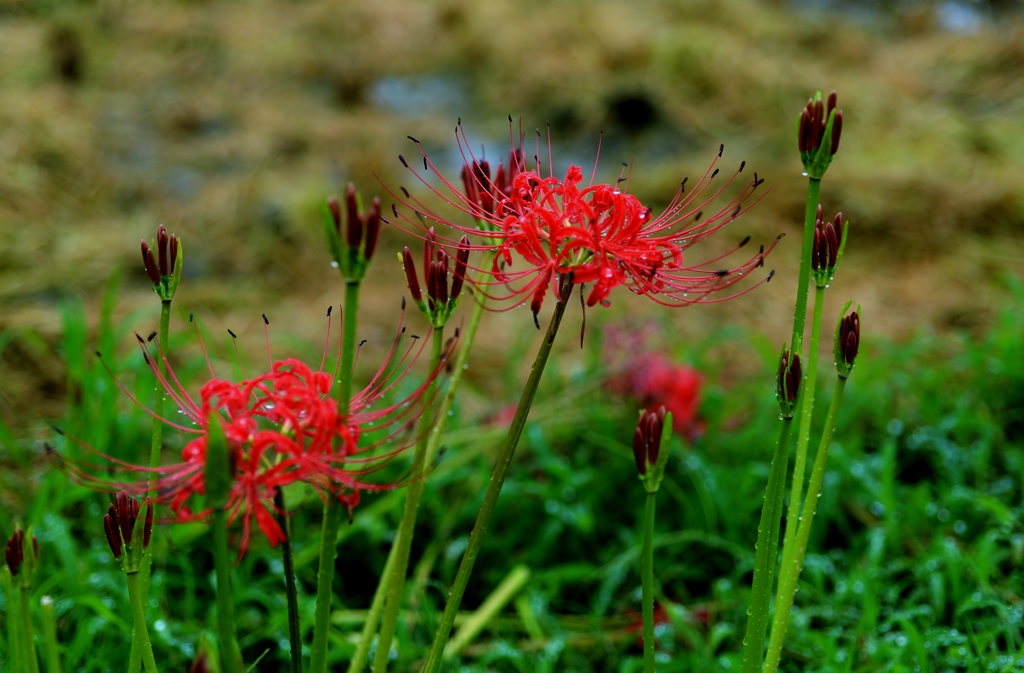 畦道の秋花
