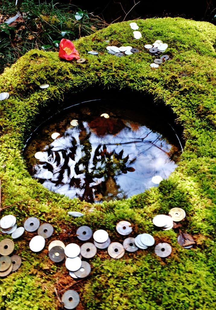 苔手水