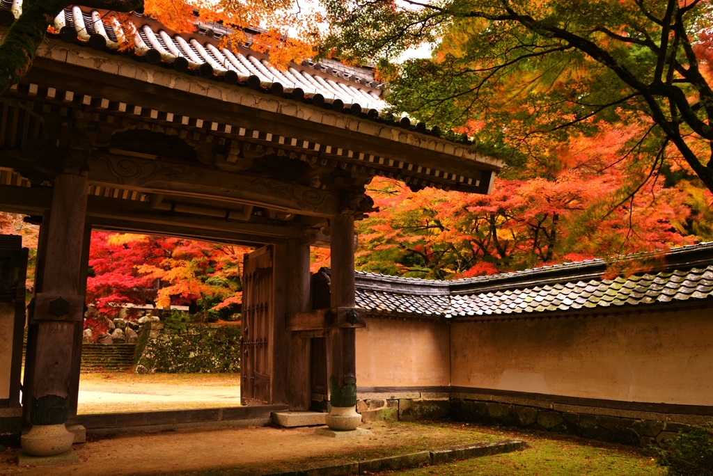 東光寺の紅葉