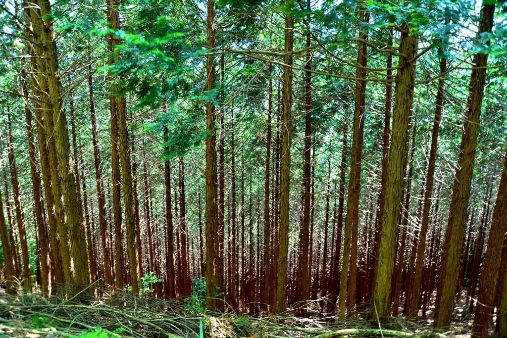 木立