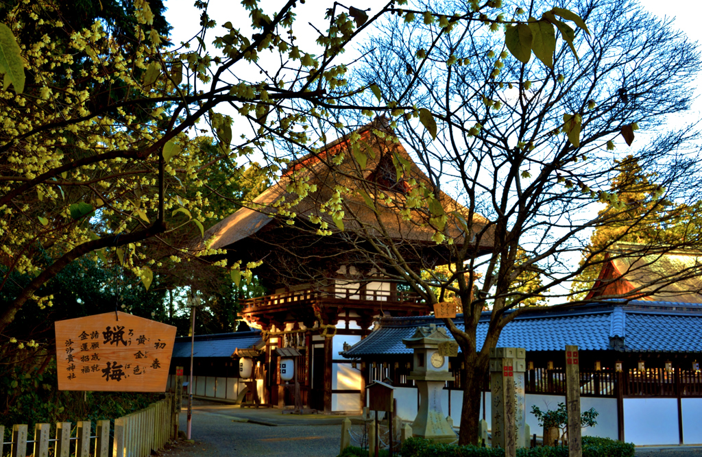 沙沙貴神社の蝋梅