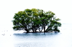 Water tree