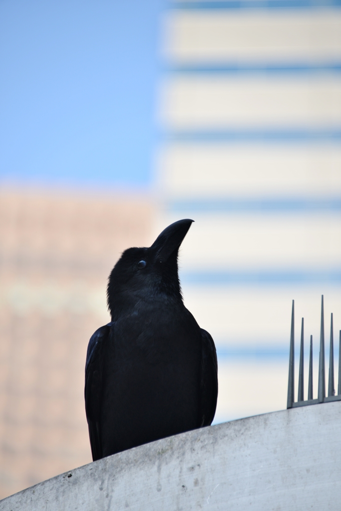 東京の朝　カラスの呟き