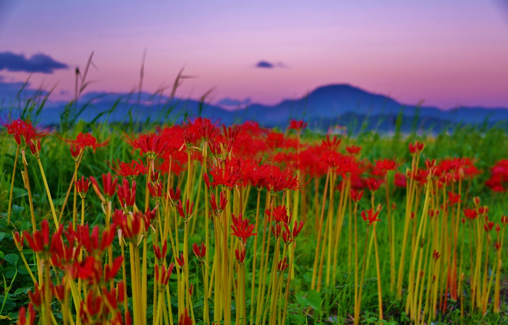 夕暮れの彼岸花