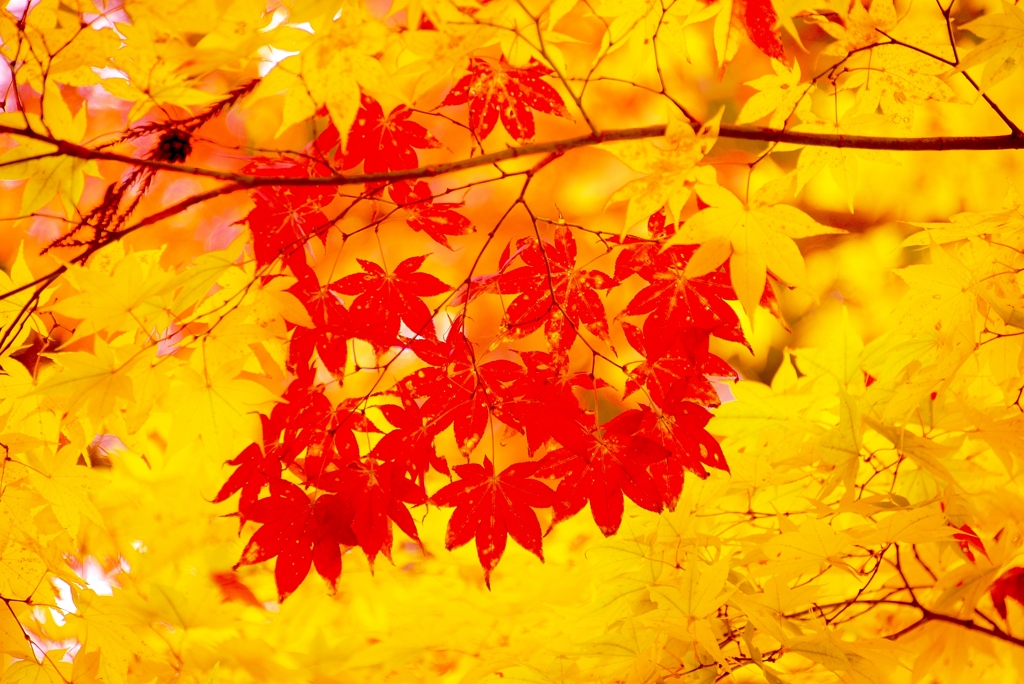 紅彩