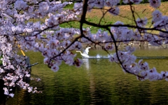 白鳥の春