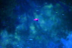 幽寂