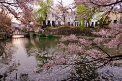 八幡堀桜景