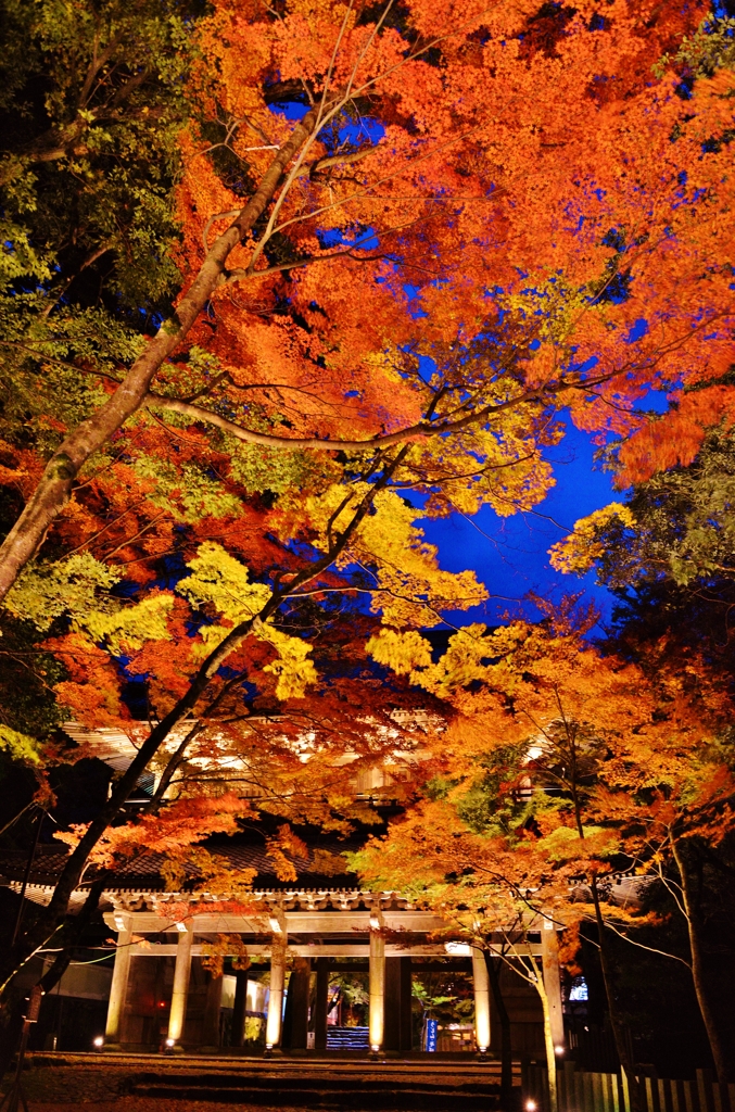 永源寺山門紅葉　3-2