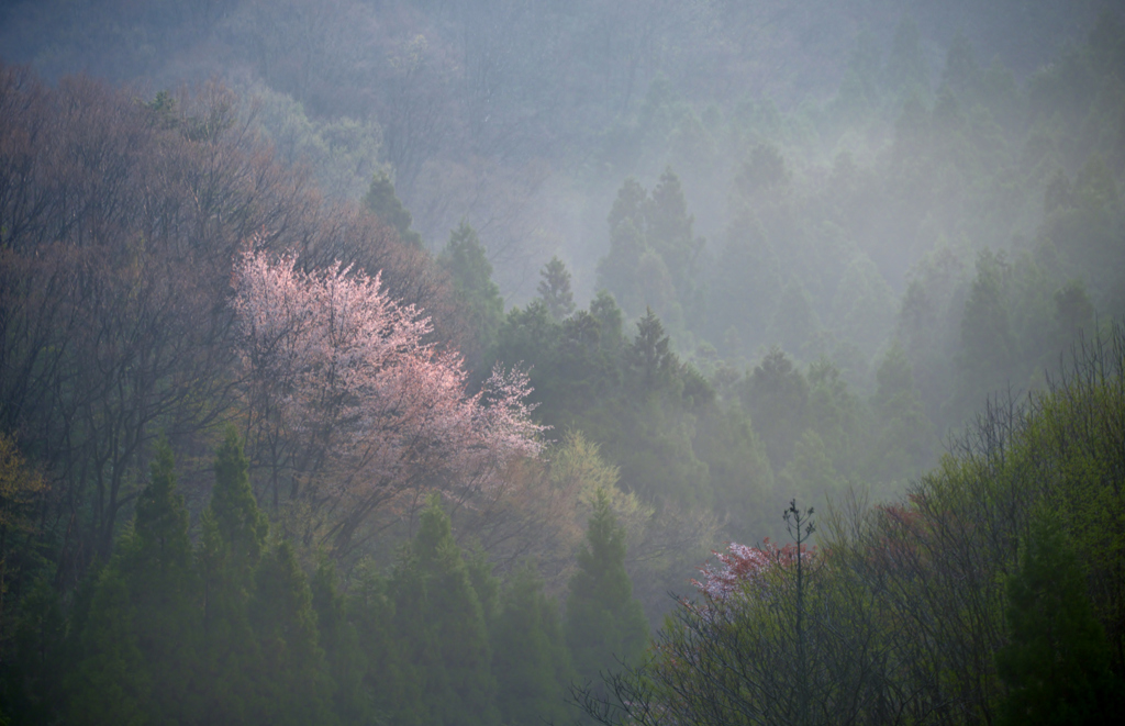 朝霧の中に