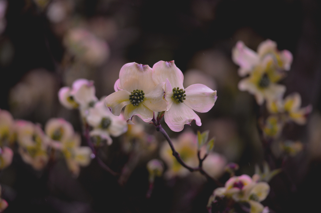 我が家の花　American dogwood 2-1
