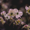 我が家の花　American dogwood 2-1