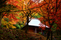 鶏足寺の紅葉
