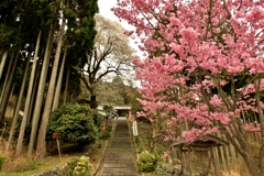 酒波寺参道石段春景