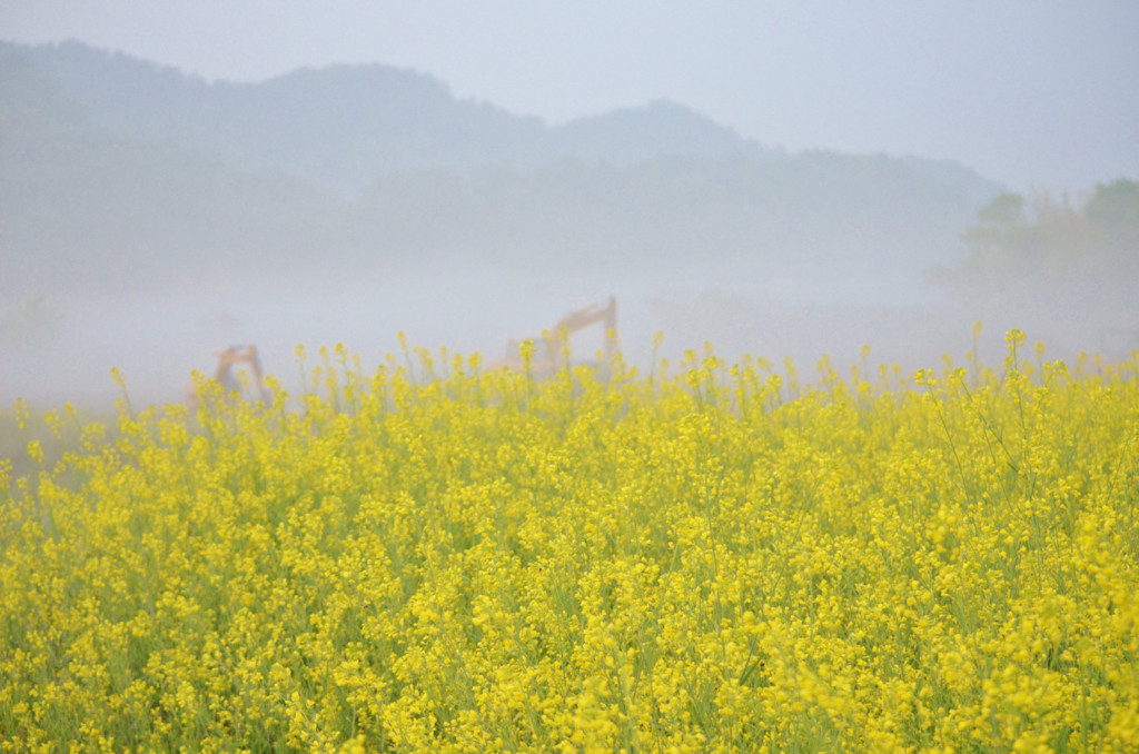 菜の花に霞む佐和山