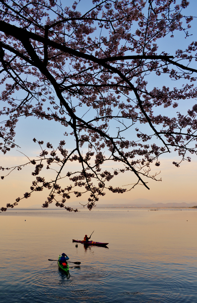 海津大崎の桜(1)