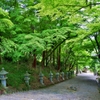 胡宮神社新緑参道　３-３