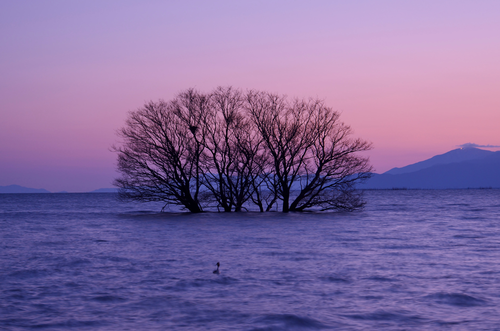 春夕木