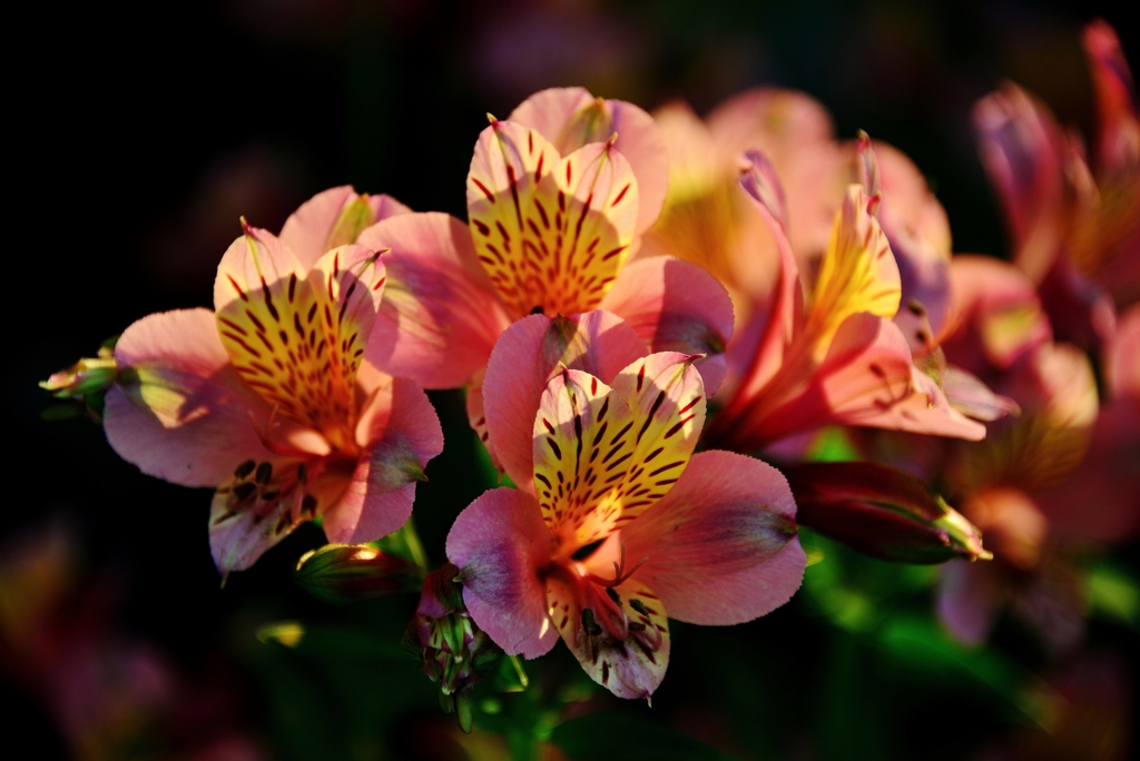 我が家の花　アルストロメリア