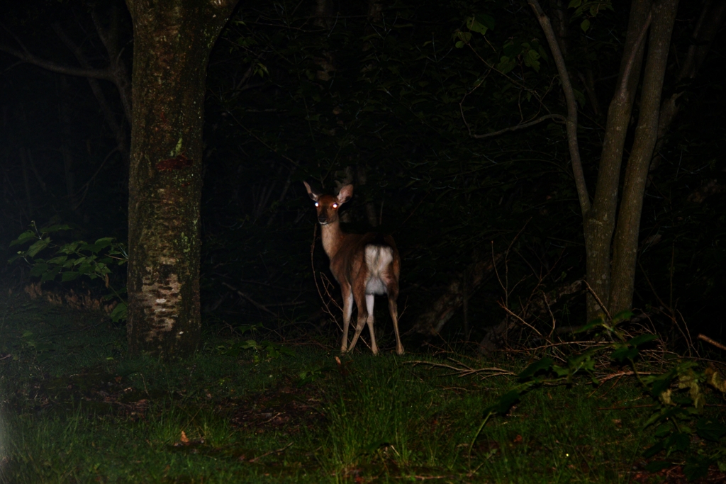 深夜の鹿