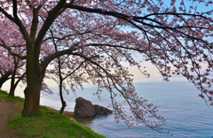 海津大崎の桜