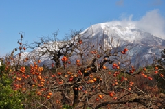 残り柿と伊吹山