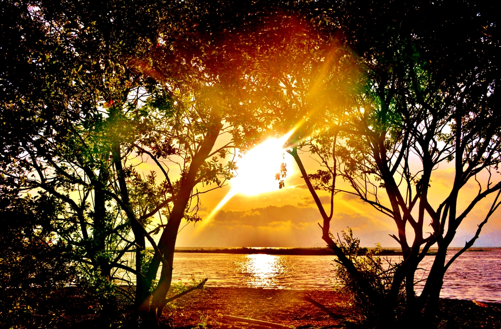 Light of trees