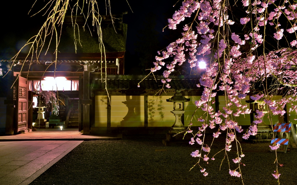 弥生夜桜