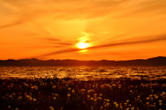 夕日と浜辺の花