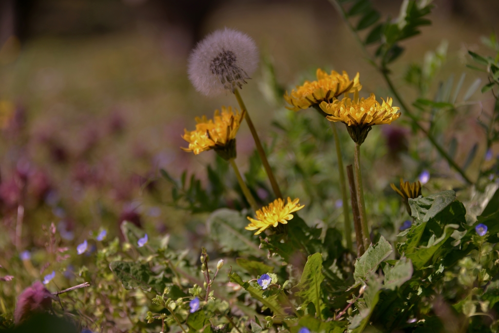 野辺に咲くタンポポ