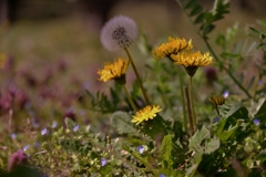 野辺に咲くタンポポ