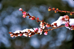 雪の二季桜　2－2
