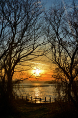 春寒の夕木立