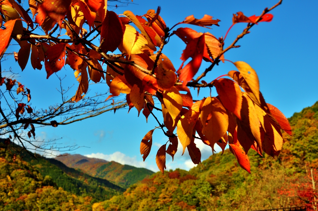 山間の枝紅葉