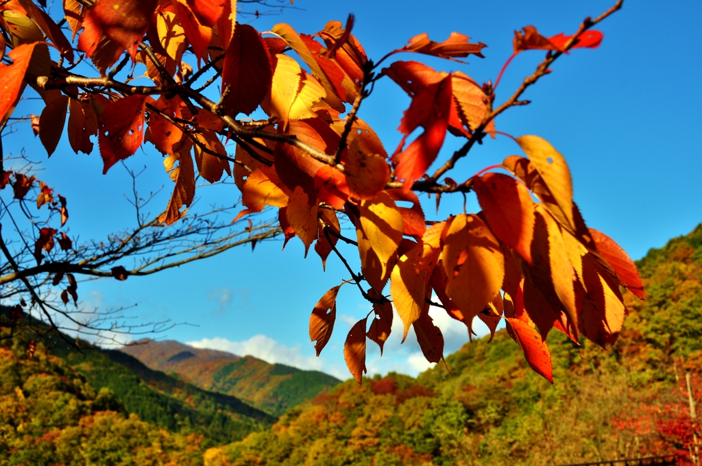 山間の枝紅葉