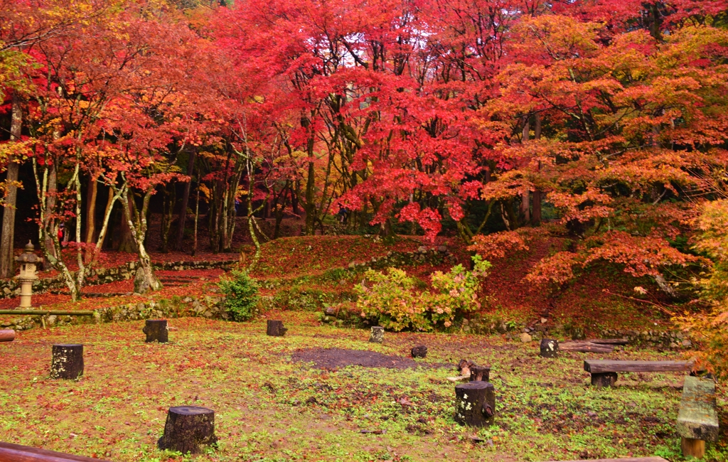 己高山廃寺・鶏足寺紅葉