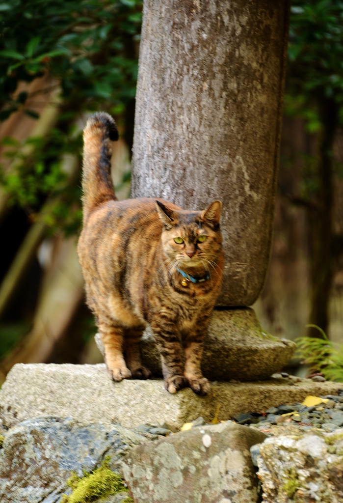 ニャンか用か？