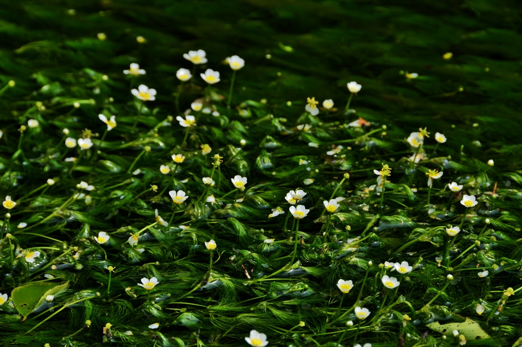 水中花