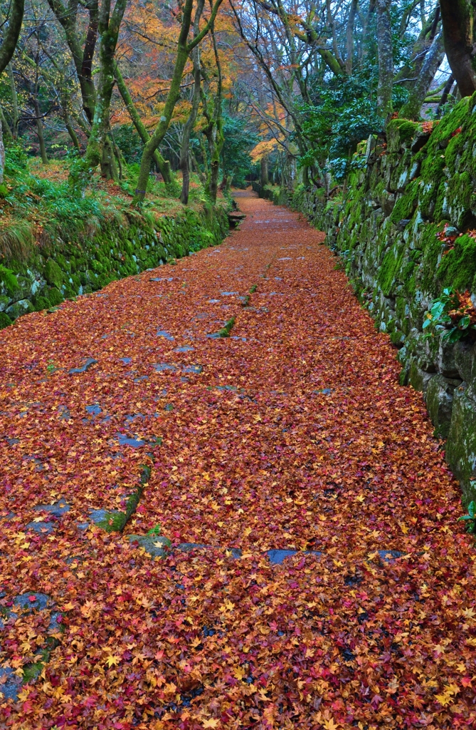 紅葉絨毯