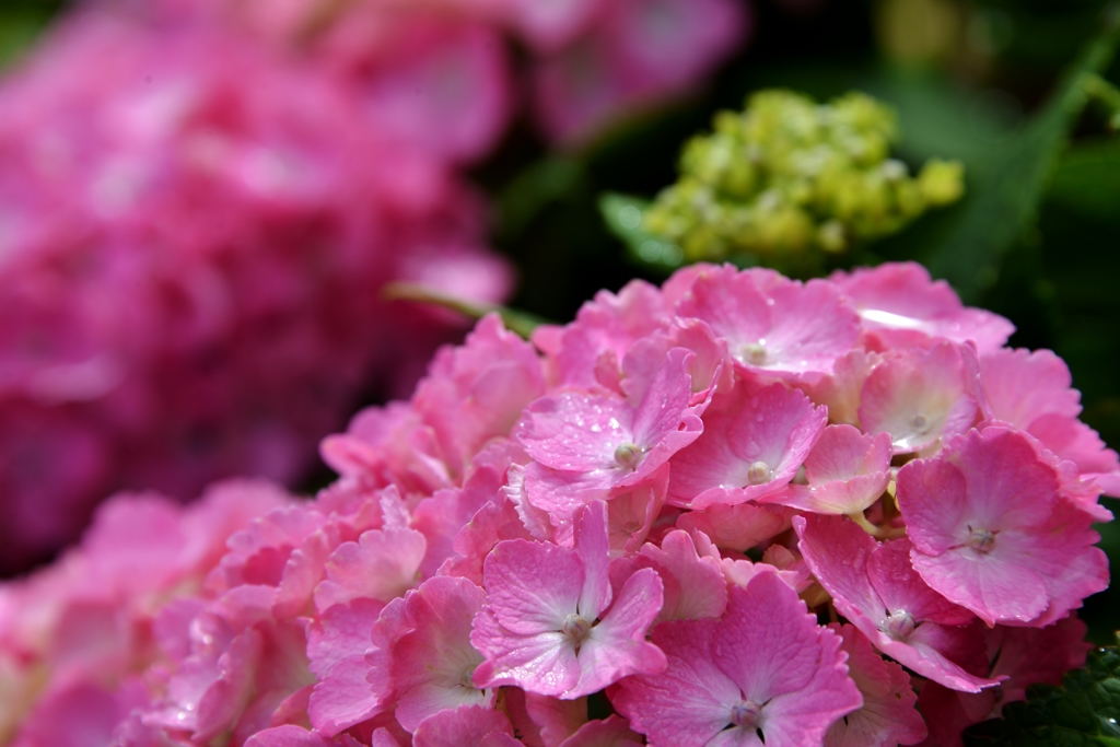 我が家の花　紫陽花　Ⅶ