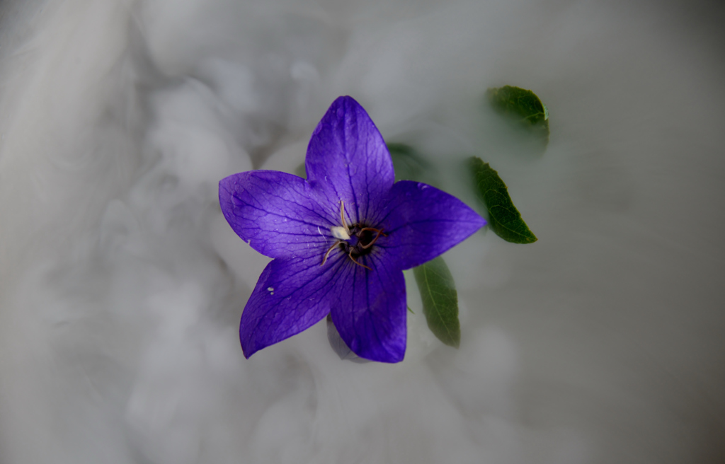 人工雲に星形の花