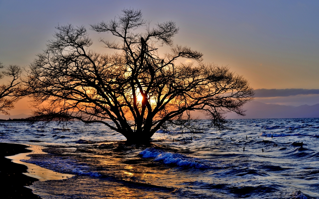 淡海夕木