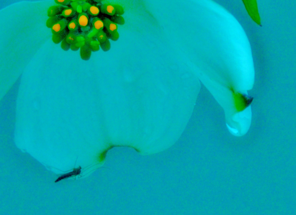 我が家の花　花水木
