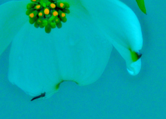 我が家の花　花水木