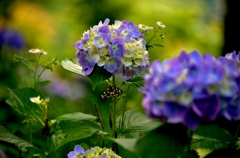 紫陽花蝶