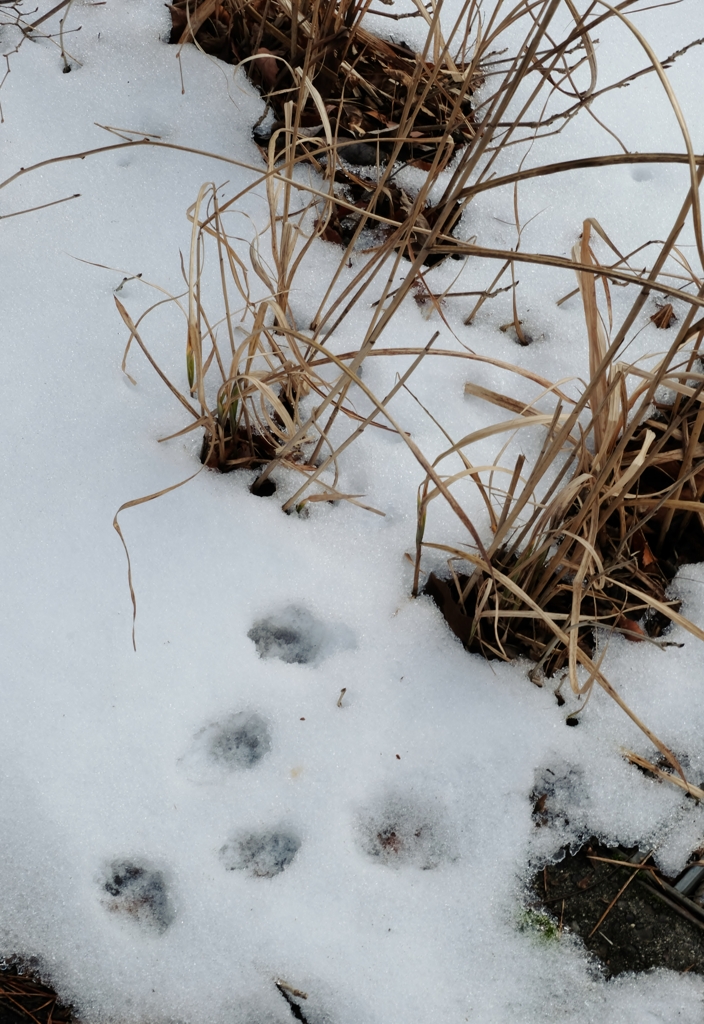 残雪の足跡