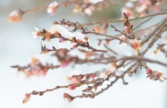 寒咲二期桜