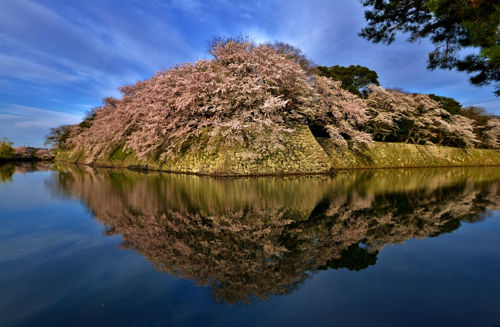 石垣桜