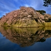 石垣桜